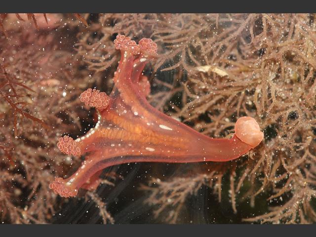 Calvadosia campanulata Lucernariopsis Stalked jellyfish Stauromedusae Images uk